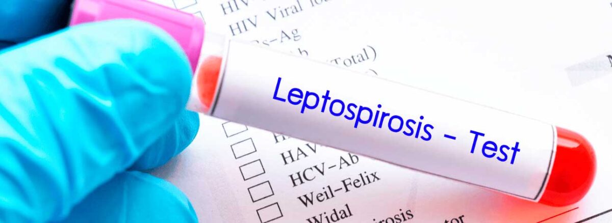 spx-clinica-spx-imagem-leptospirose