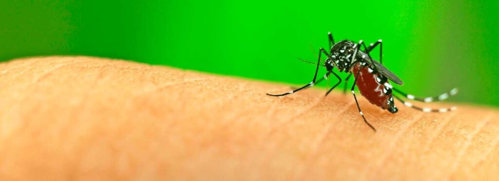 spx-clinica-spx-imagem-o-que-sao-arboviroses