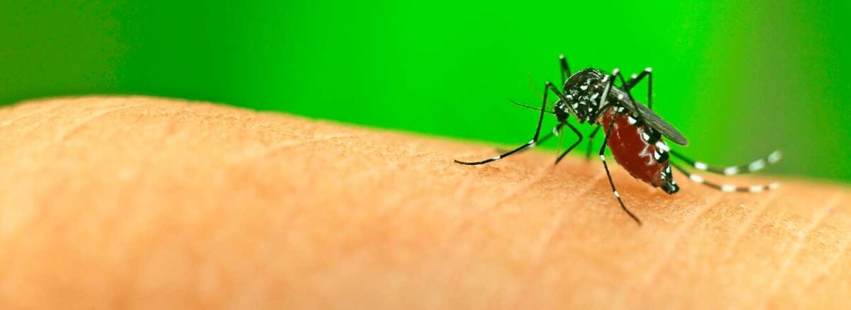 spx-clinica-spx-imagem-o-que-sao-arboviroses