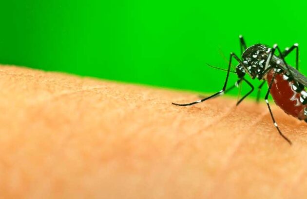 spx-clinica-spx-imagem-o-que-sao-arboviroses