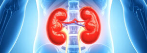 Representação dos rins humanos