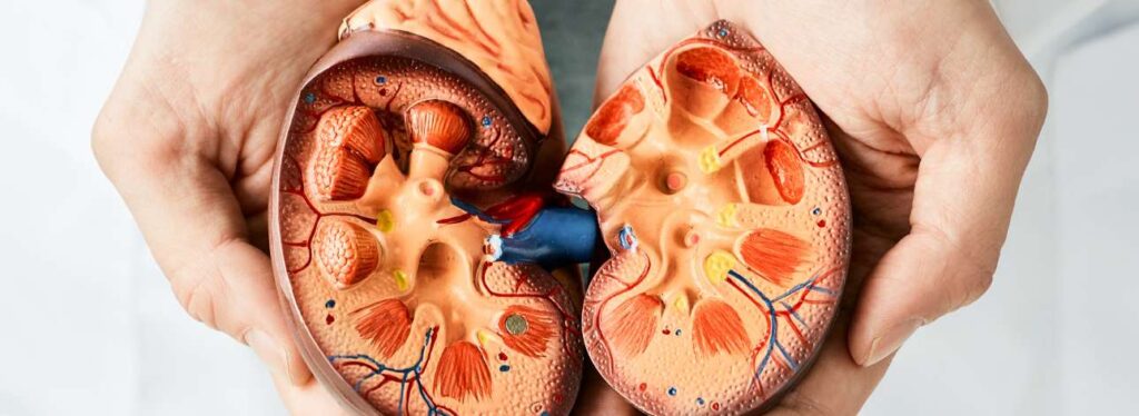 spx-clinica-spx-imagem-rins-teste-online-doencas-renais (2)