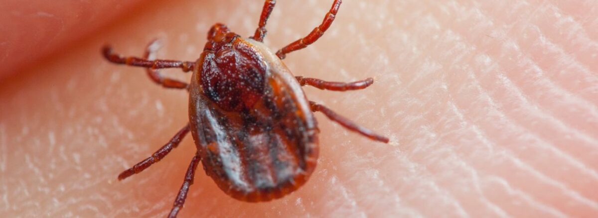 spx-clinica-spx-imagem-febre-maculosa-causas (2)