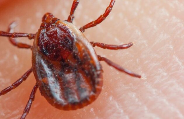 spx-clinica-spx-imagem-febre-maculosa-causas (2)