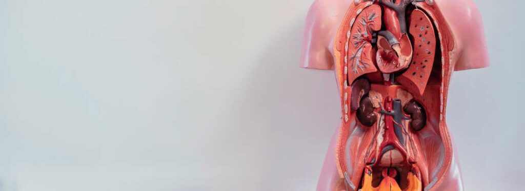 spx-clinica-spx-imagem-antever-falhas-de-orgaos-do-corpo