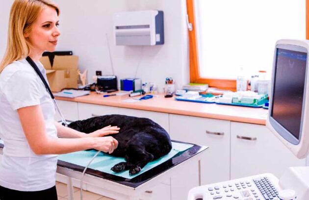 spx-clinica-spx-imagem-equipamentos-veterinarios-para-locacao