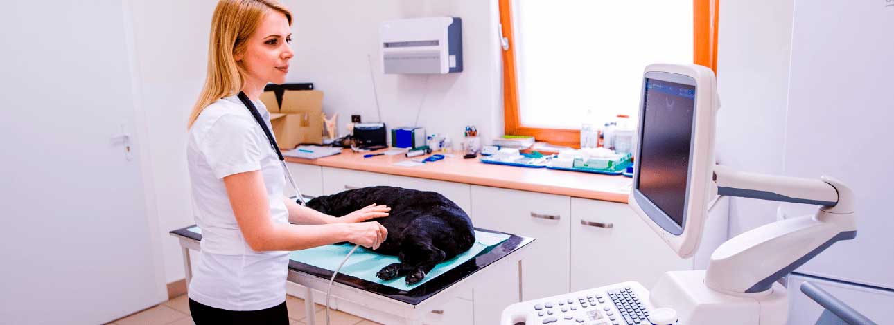 spx-clinica-spx-imagem-equipamentos-veterinarios-para-locacao