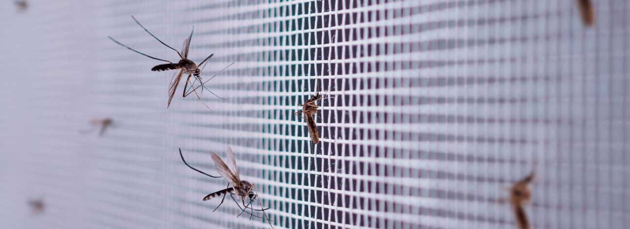 spx-clinica-spx-imagem-explosao-dos-casos-de-dengue-no-brasil