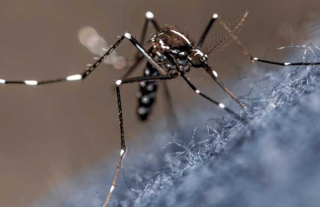 spx-clinica-spx-imagem-dengue-pode-trazer-riscos-ao-sistema-nervoso-central