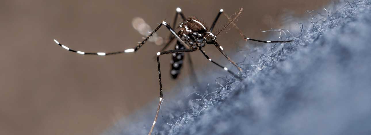 spx-clinica-spx-imagem-dengue-pode-trazer-riscos-ao-sistema-nervoso-central