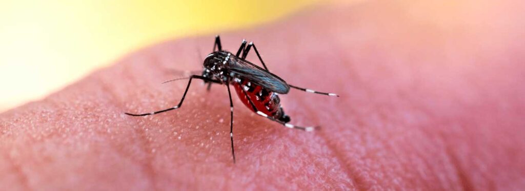 spx-clinica-spx-imagem-tipos-de-dengue-presentes-no-brasil