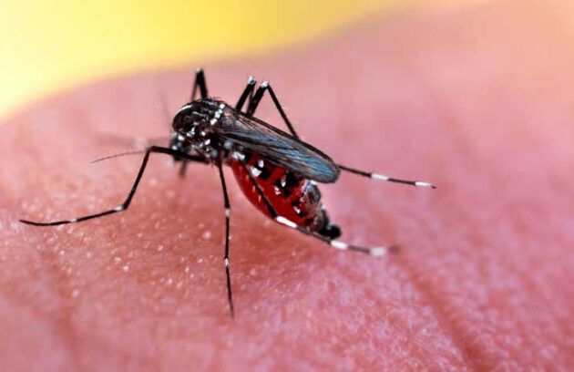 spx-clinica-spx-imagem-tipos-de-dengue-presentes-no-brasil