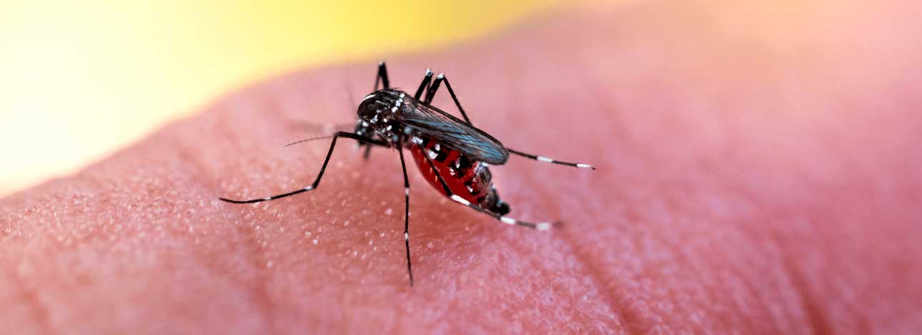 spx-clinica-spx-imagem-tipos-de-dengue-presentes-no-brasil