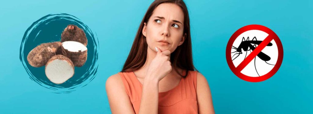 spx-clinica-spx-imagem-inhame-ajuda-a-combater-a-dengue