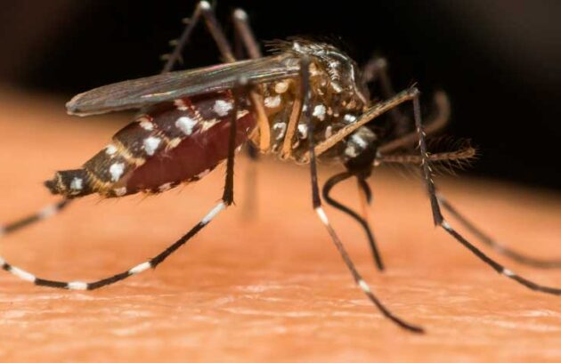 spx-clinica-spx-imagem-dengue-pode-aumentar-chance-de-depressao