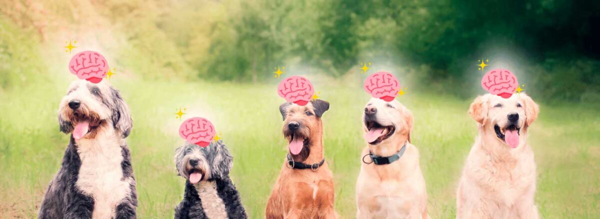 spx-clinica-spx-imagem-cachorros-podem-ter-demencia