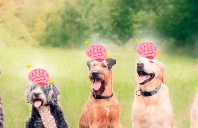 spx-clinica-spx-imagem-cachorros-podem-ter-demencia