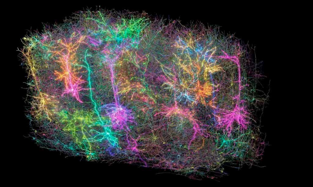 spx-imagem-mapa-cerebro1
