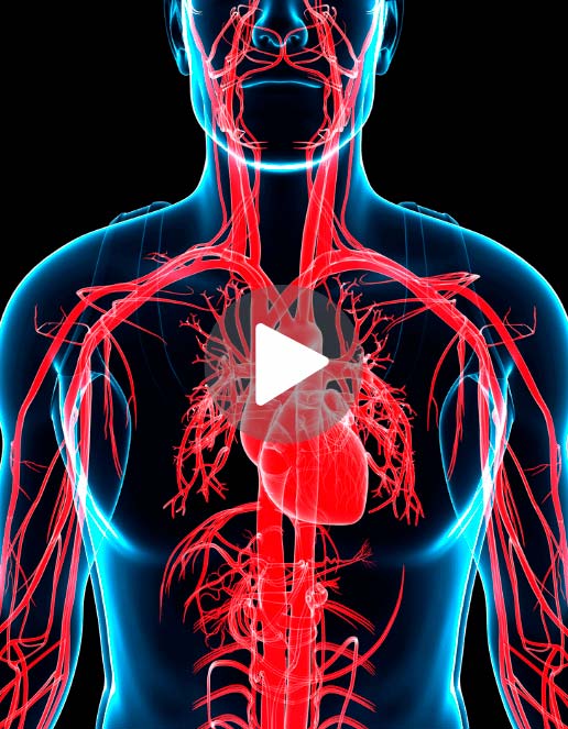 Imagem representativa do sistema circulatório