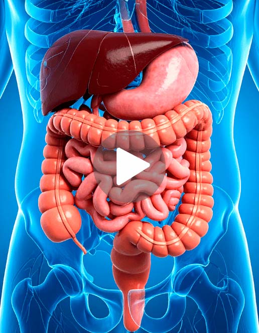 Imagem representativa do sistema digestório