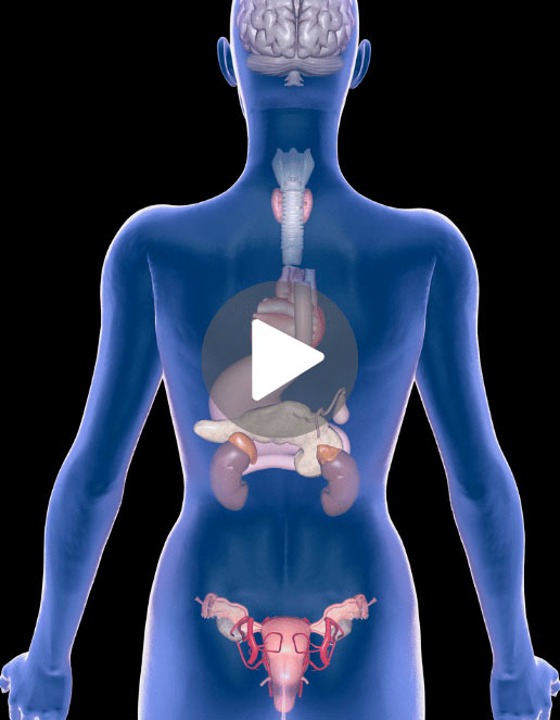 Imagem representativa do sistema endocrinológico