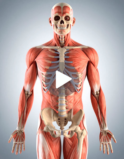 Representação do sistema muscular do corpo