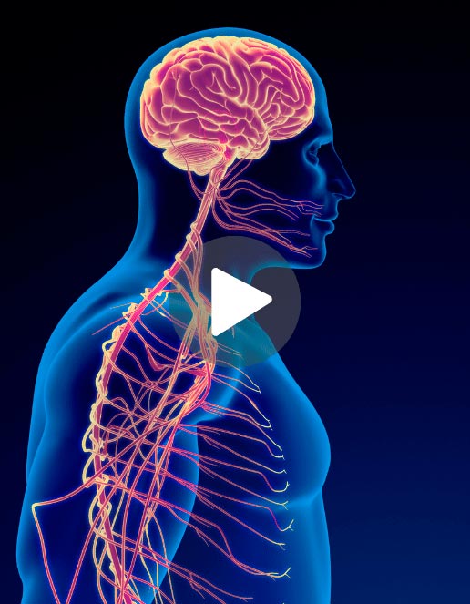 Imagem representativa do sistema nervoso