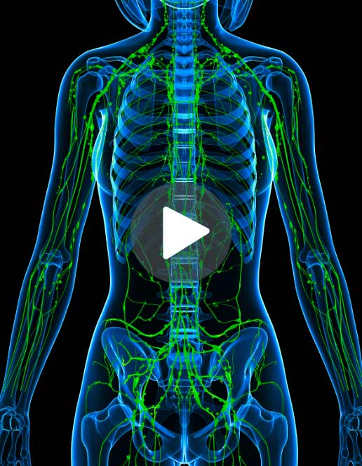 Representação do sistema linfático/tegumentar