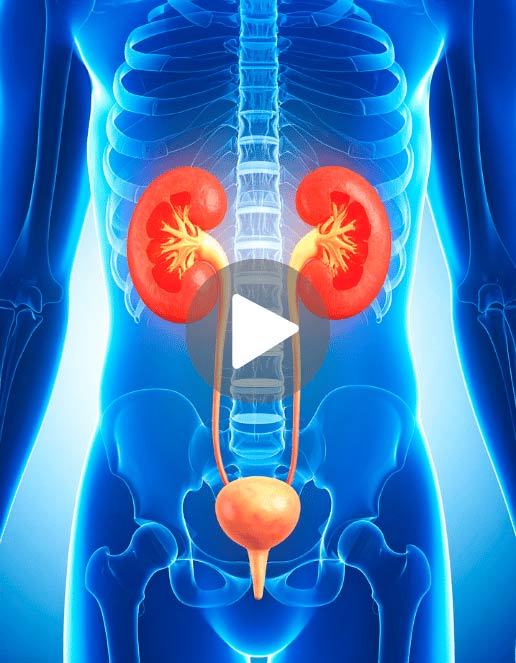 Representação do sistema urinário