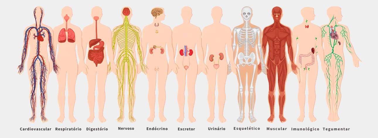 Imagem ilustrativa dos sistemas do corpo humano