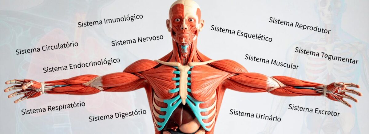 Imagem de um esqueleto com a representação dos sistemas do corpo humano