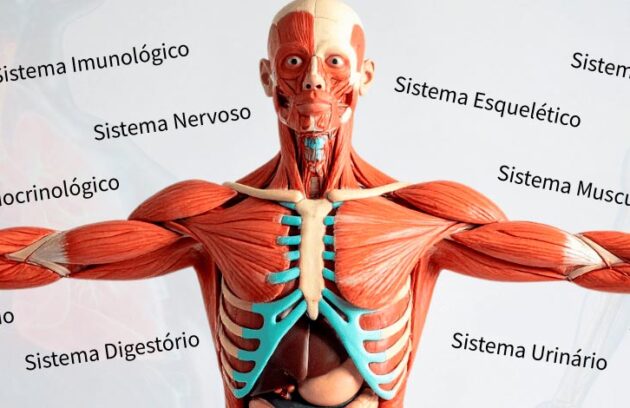 Imagem de um esqueleto com a representação dos sistemas do corpo humano