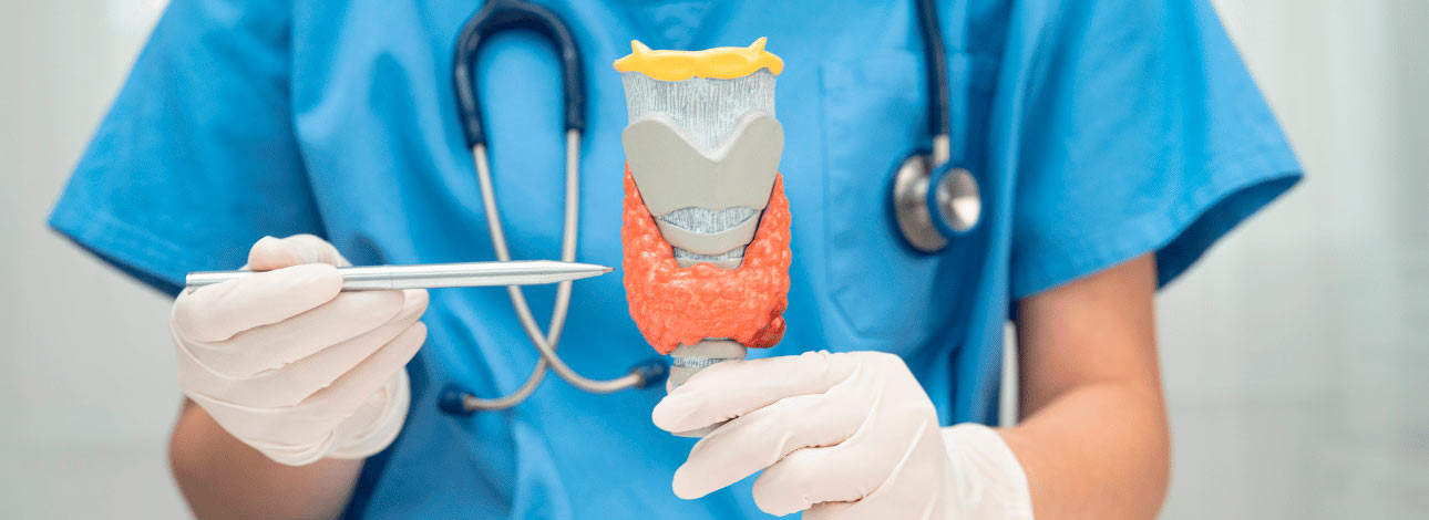 Médico segurando glândula de tireoide