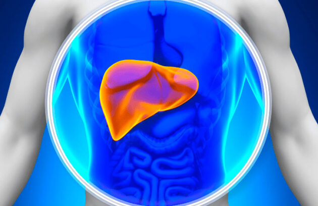 Fígado em destaque