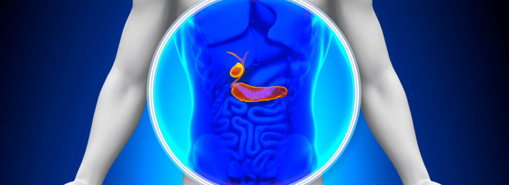 Imagem em 3D de um corpo humano evidenciando a vesícula biliar