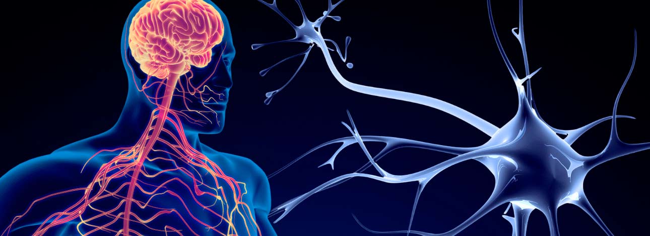 Representação do sistema nervoso