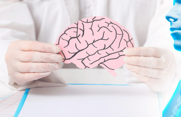 Mãos de um médico segurando um cérebro