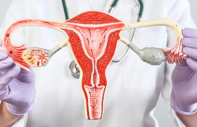 Médica segurando um ovário feminino