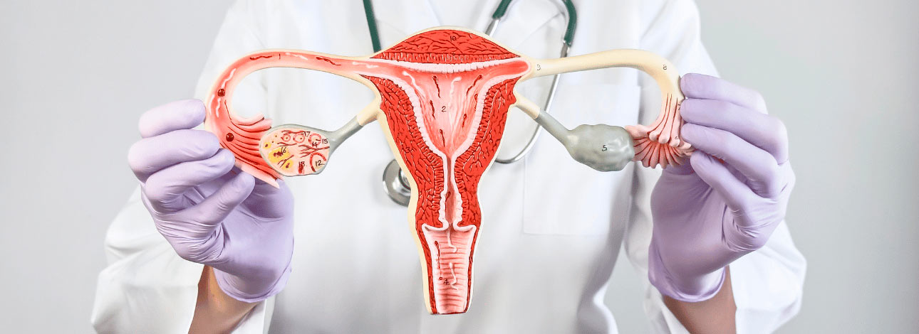 Médica segurando um ovário feminino