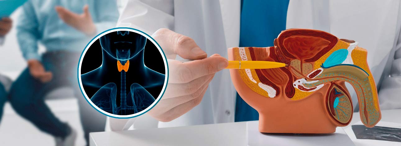 Médico apontando para a próstata